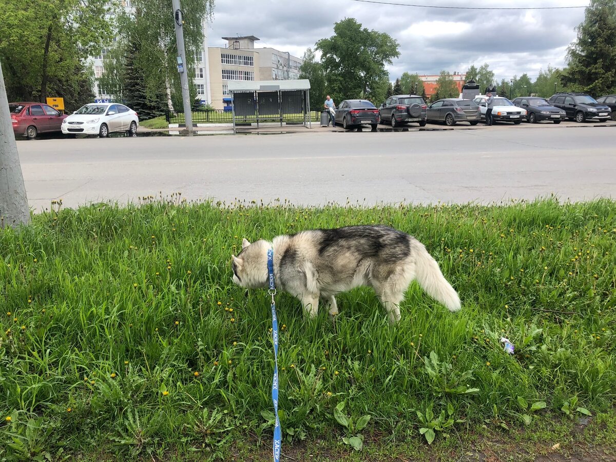 Вот это место -  через дорогу за остановкой полянка