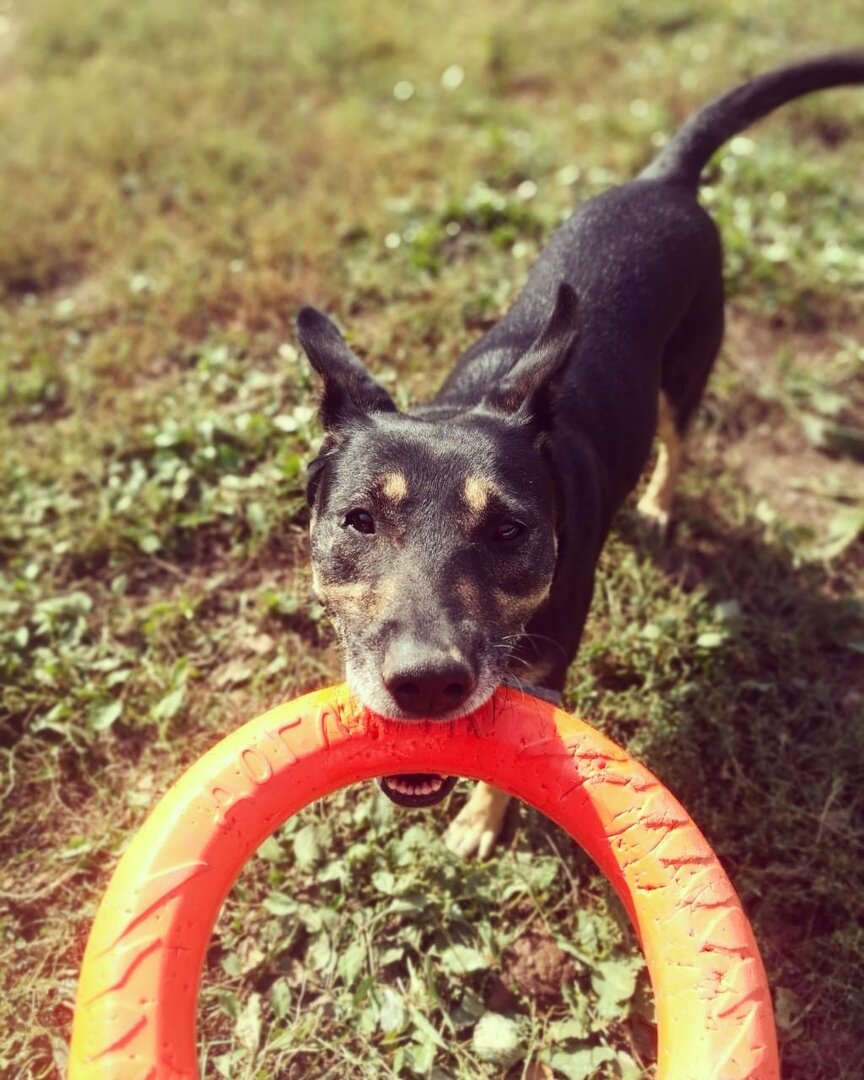 Мадлен одна из немногих приютских собак, которая любит игрушки. 