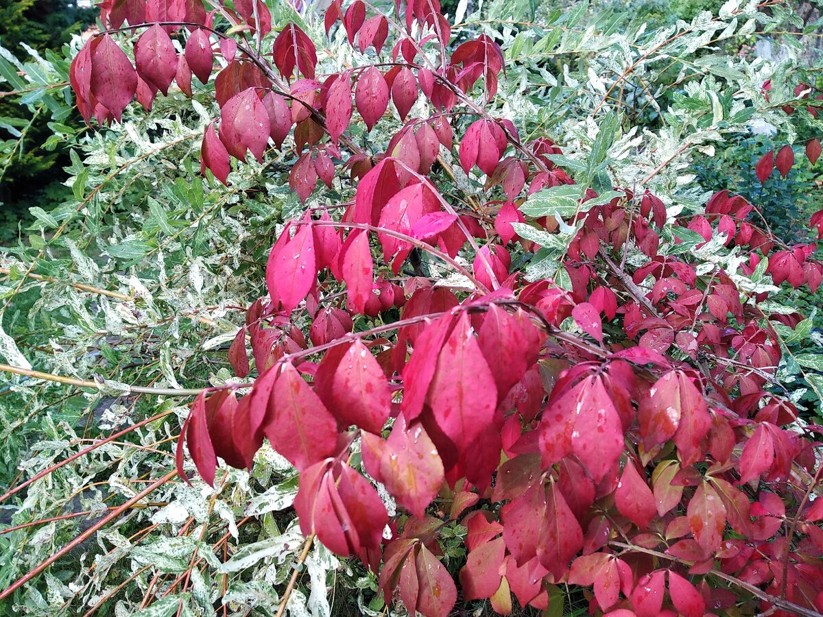 Бересклет крылатый красуется на фоне пестролистной ивы "Хакуро Нишики"