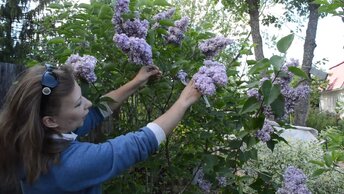 Как обрезать сирень после цветения, как омолодить сирень