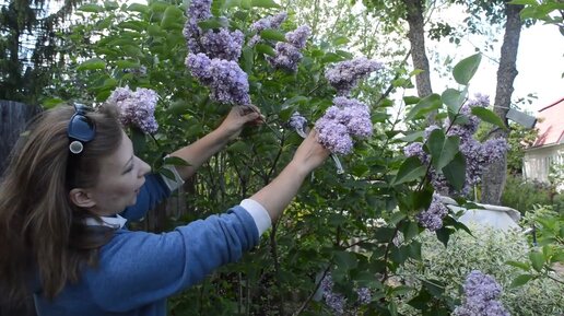 Как обрезать сирень после цветения, как омолодить сирень