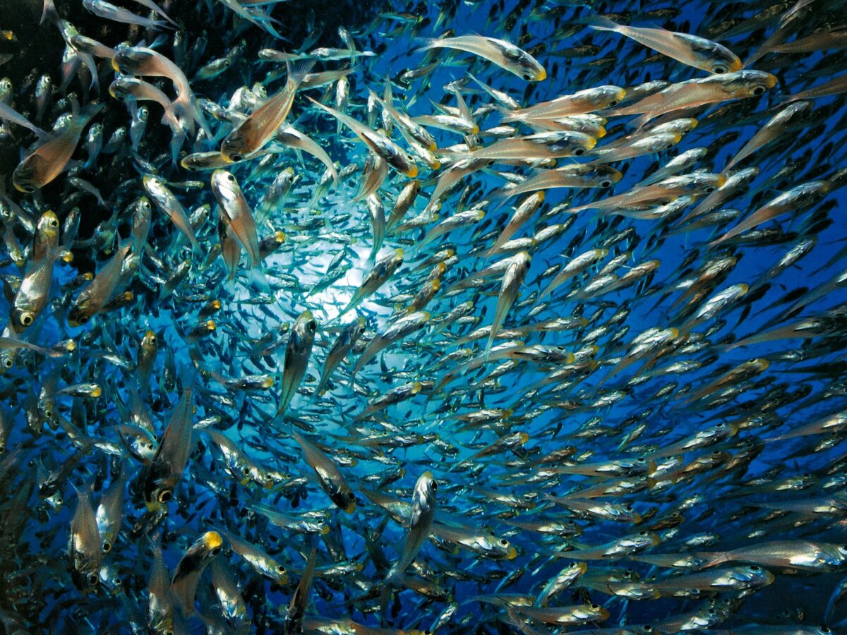 Рыба - основа жизни