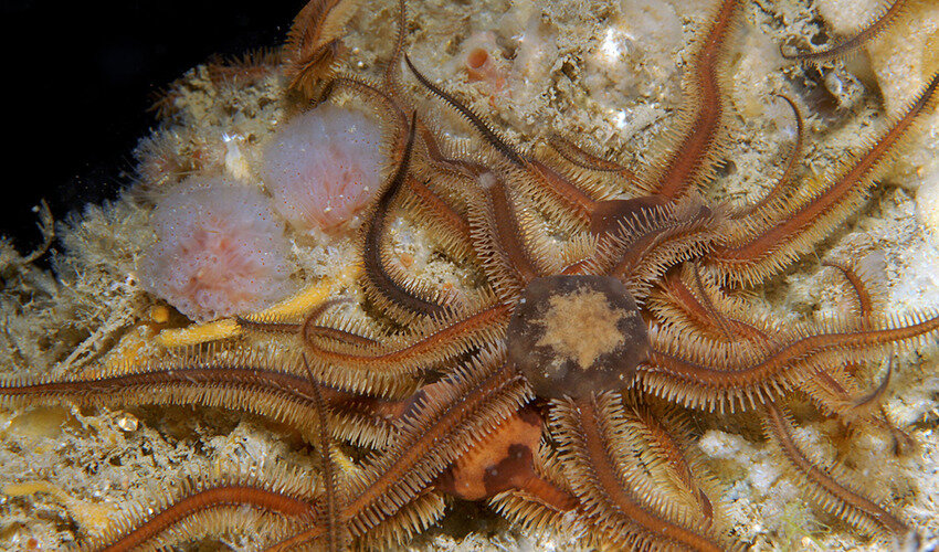 Фото: ru.wikipedia.org