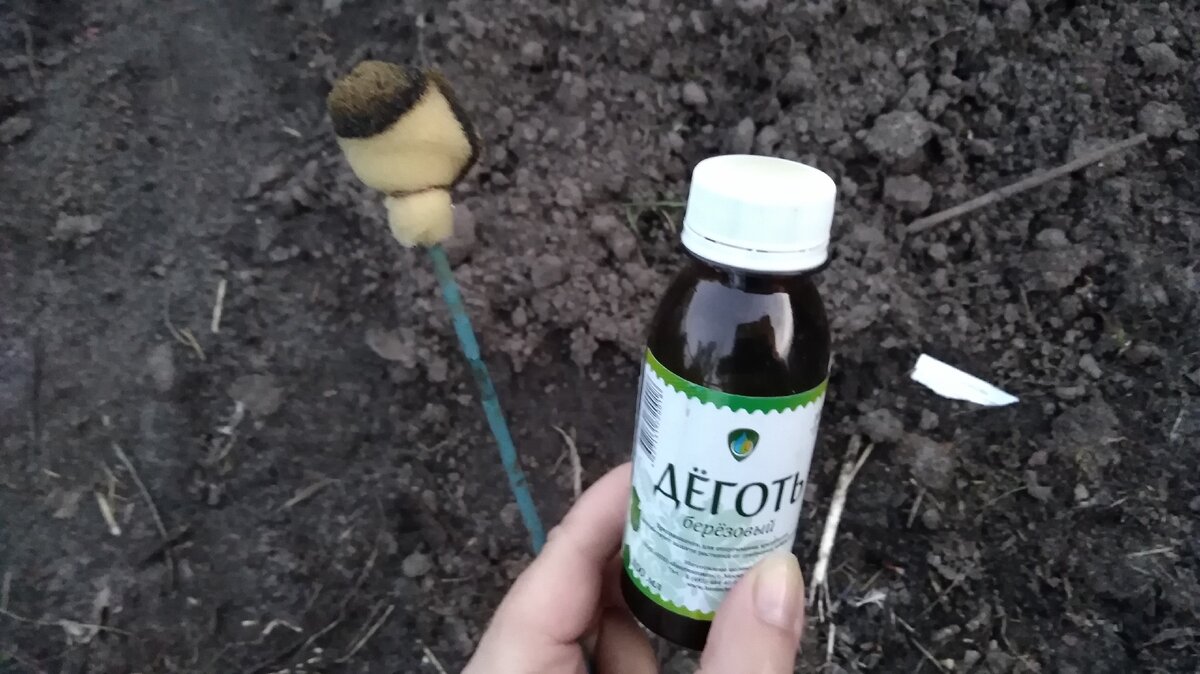 Вредитель морковная муха. Деготь от морковной мухи. Луковая капустная морковная муха отряд. Деготь от морковной мухи. Морковная листоблошка личинка.