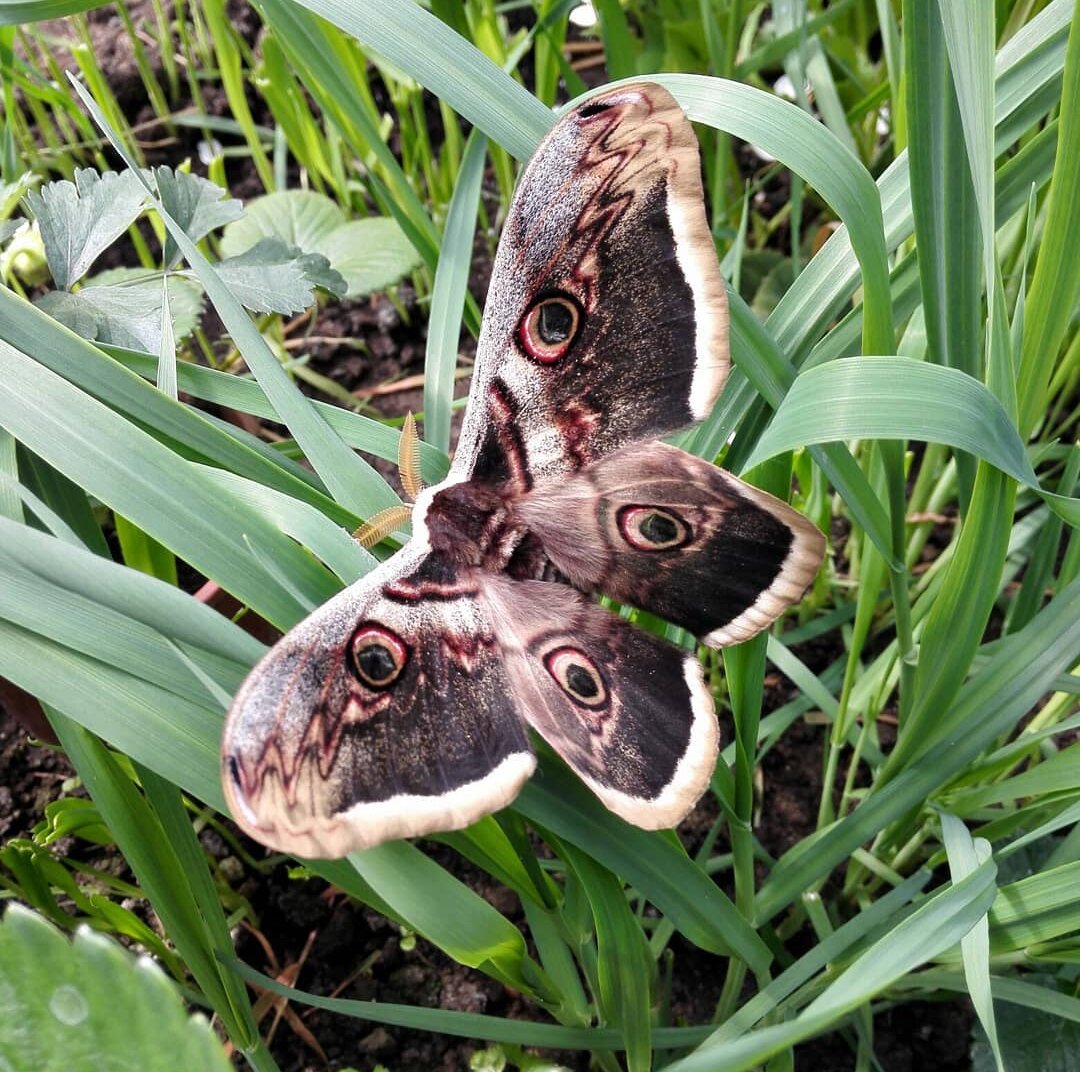 Большая бабочка Краснодарский край