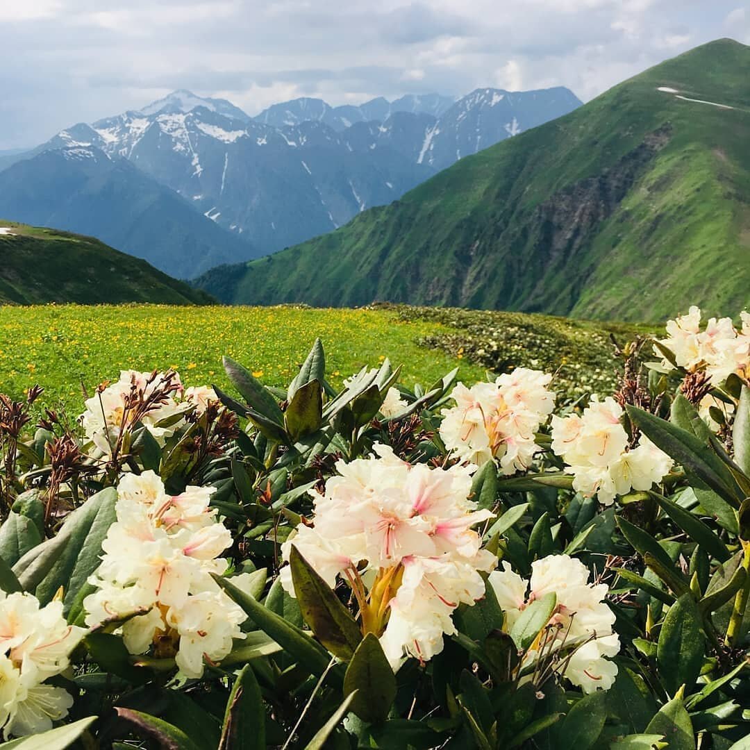 Красная Поляна Сочи горы рододендрон