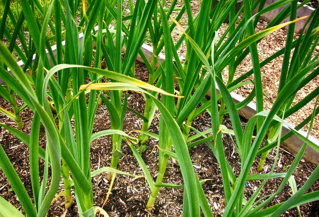 Рассказываю 3 способа, как НАВСЕГДА избавиться от желтизны на чесноке.