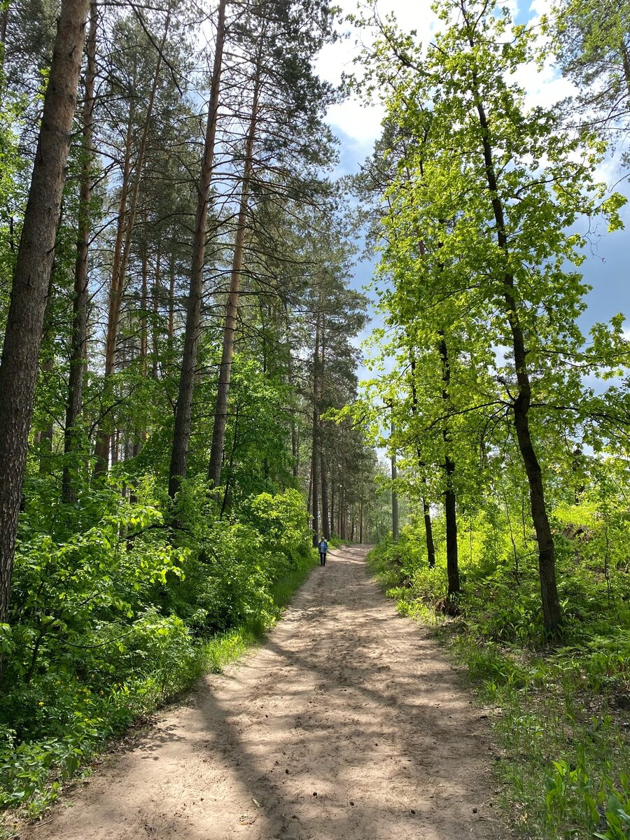 Лес в городе Тольятти