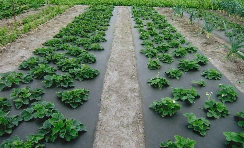 Ист: glavpostroy.ru