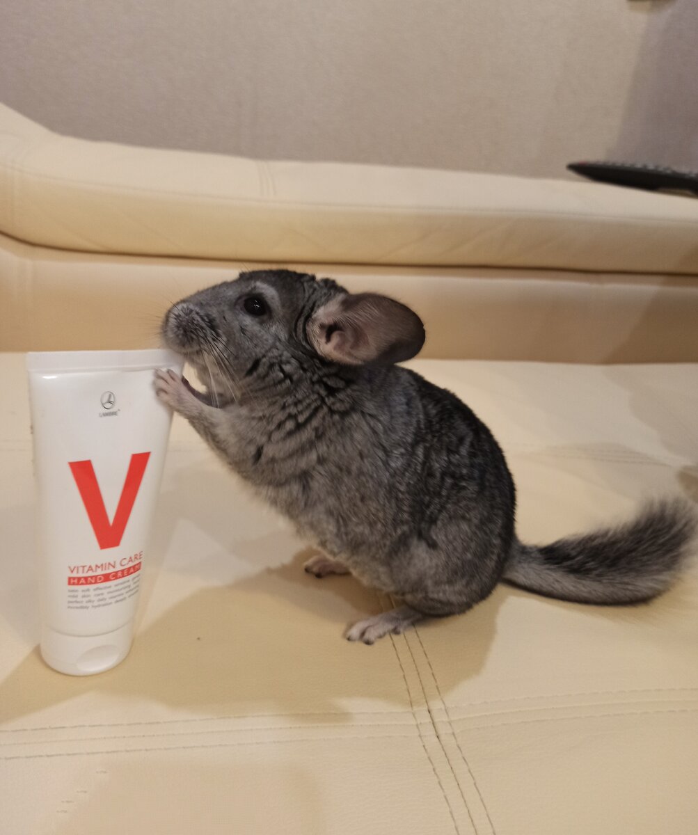 Шиншиллы хорошие модели для селфи)