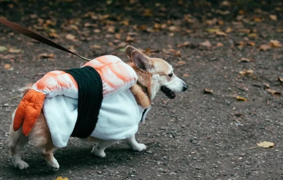 Фото из открытых источников Яндекс. Картинки