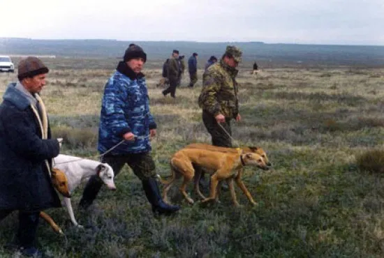 2003.11.09 Под Арзгиром, балка Байчара - пробы на резвость греев, выиграла РОСА Бондарева В. Фото Сергея Матвеева