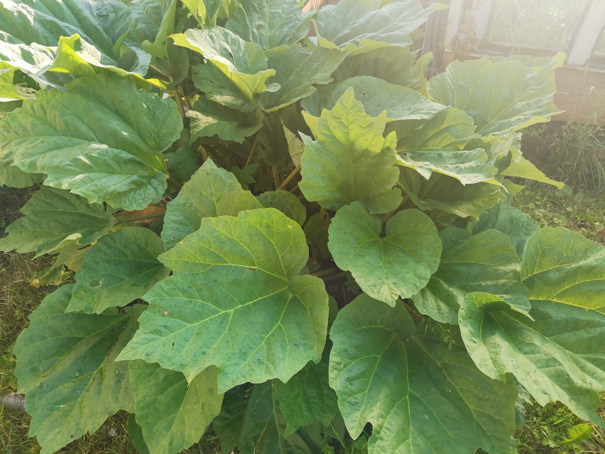 Это ревень, тебе нужны стебли