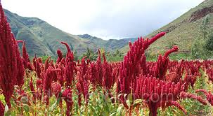 из открытых источников