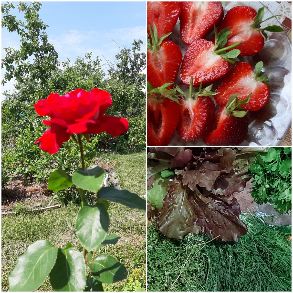 Начало урожая. Фото автора