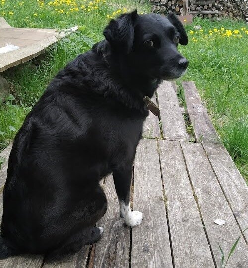 Соседская собака