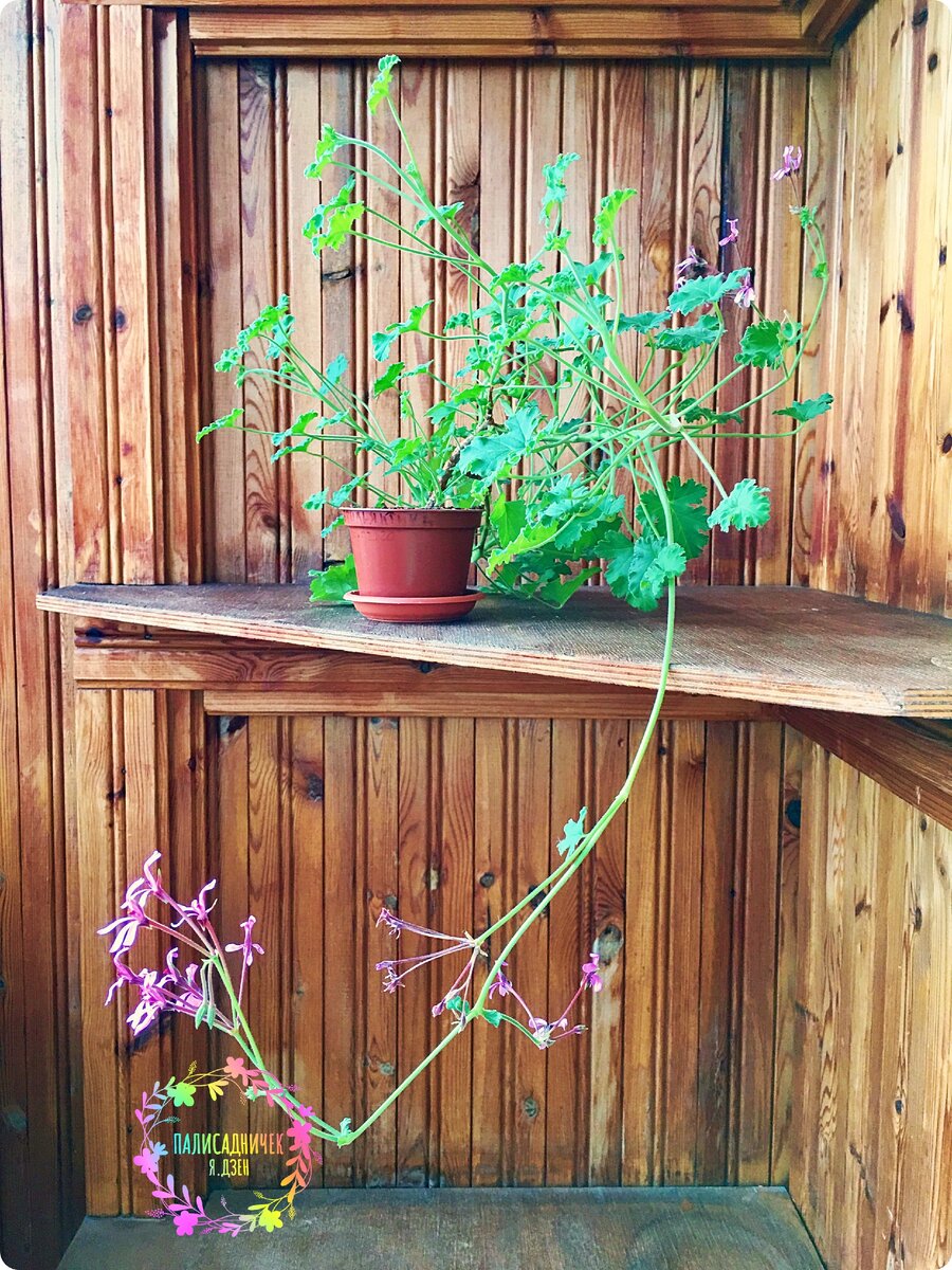 Герань как герань. Цветоносы вот только в кадр не очень помещаются :))