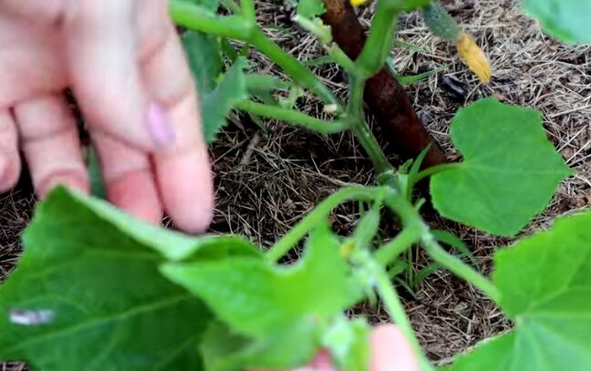 Боковой пасынок