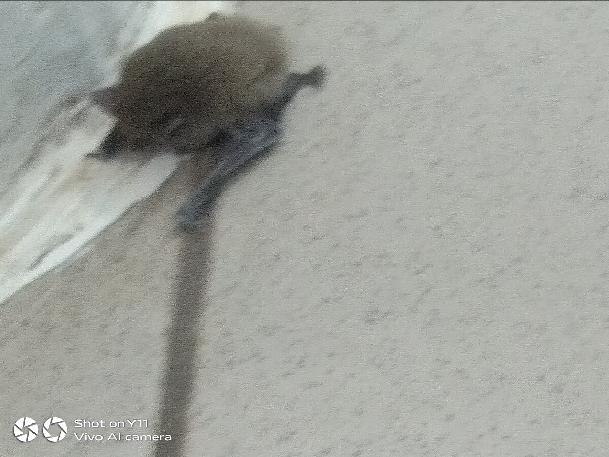 Летучая мышь.