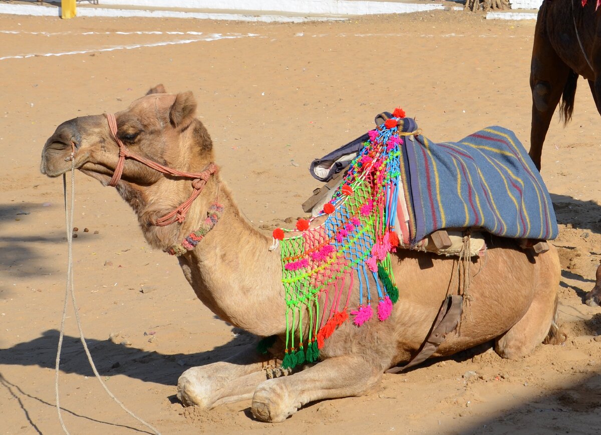 Верблюд с прической на Bikaner Camel Festival