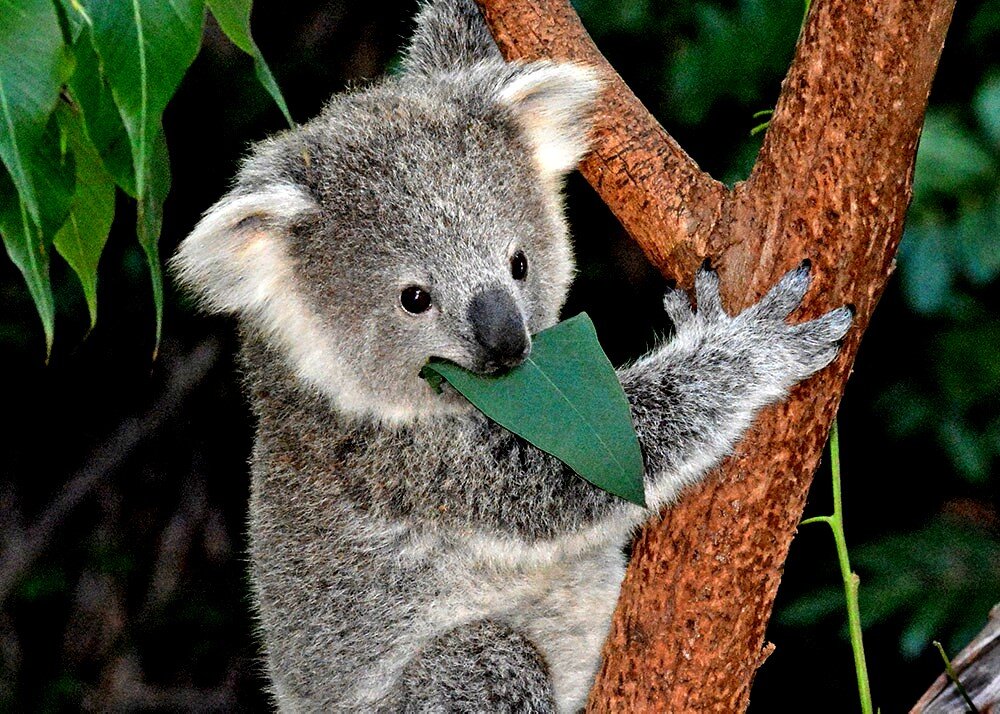 Почему не стоит заводить дома коалу?