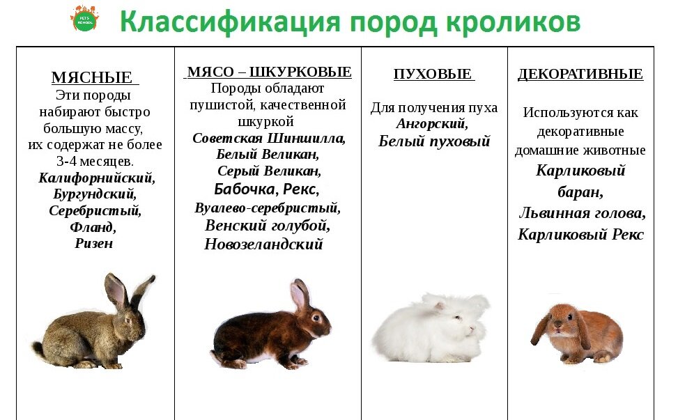 Породы карликовых кроликов с фотографиями и названиями