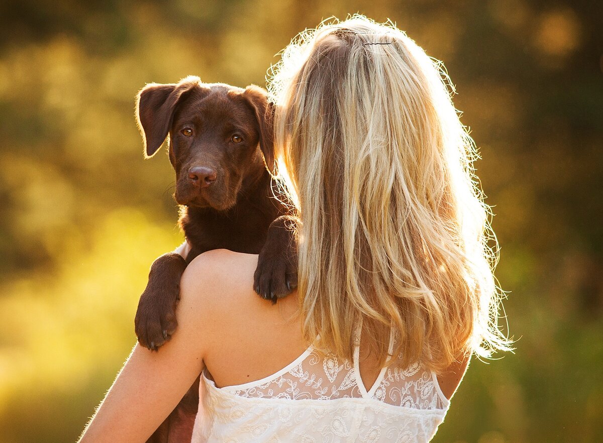 Девушка со щенком шоколадного лабрадора-ретривера (фото: petzona.ru)