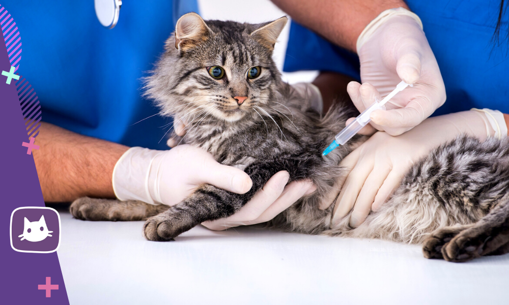 Бесплатная вакцинация кошек в москве 2024
