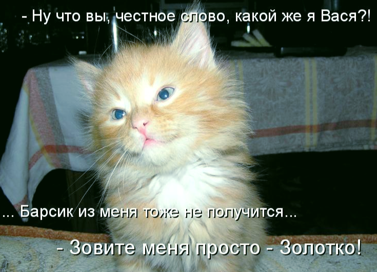 Хочу васю. Прикольные слова. Приколы со словами. Смешные коты со словами. Смешные словечки