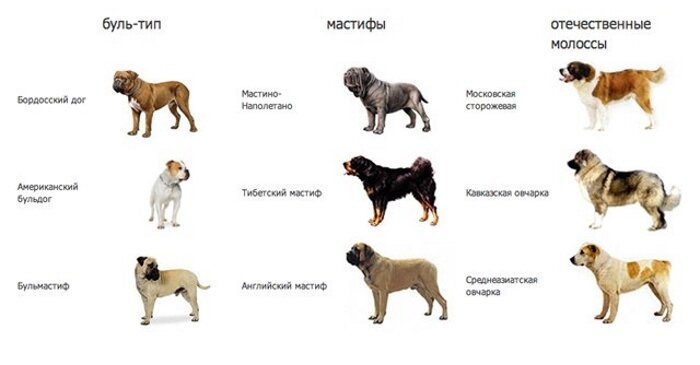 Породы собак