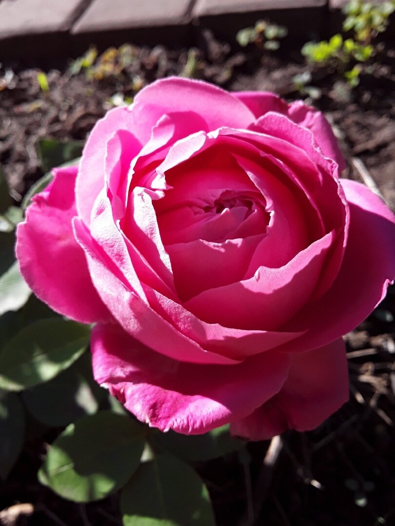 Неизвестная роза из Сибири