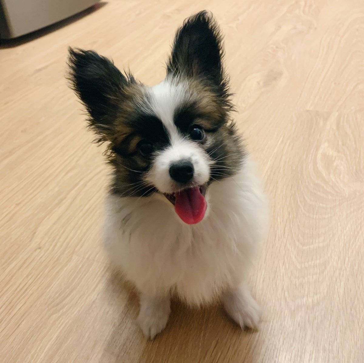 Мой принц Персик