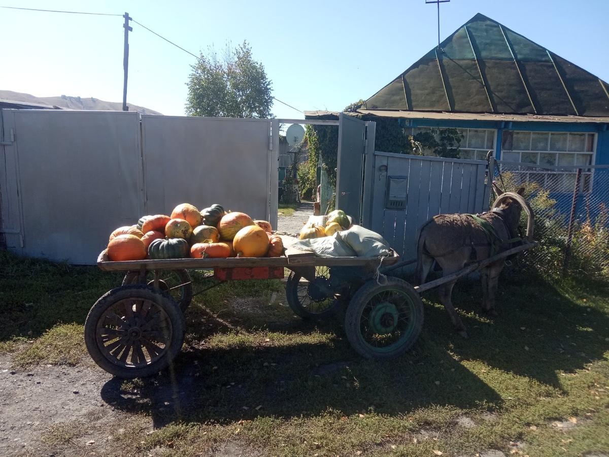 Вывоз урожая с поля