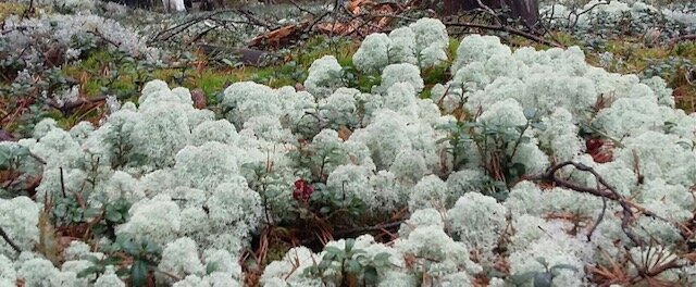 Мох ягель. Карельский перешеек.