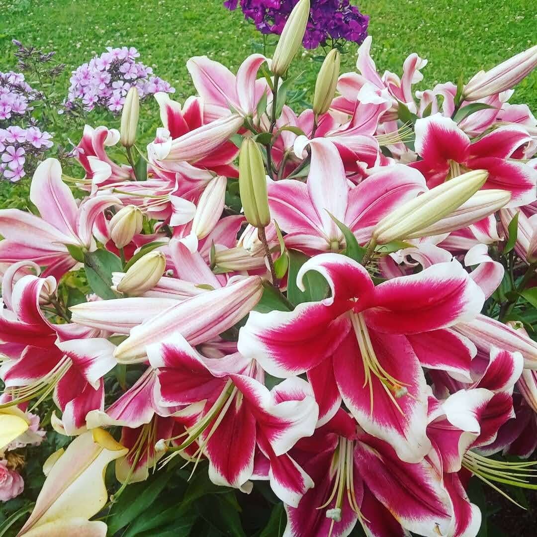 Мои прекрасные лилии
