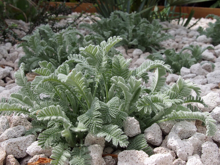 Пижма Гарадянова (Tanacetum haradjanii)