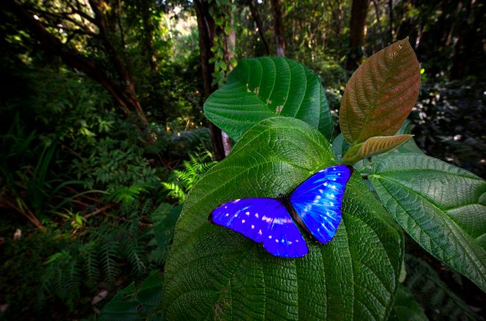 Morpho cypris – одна из самых красивых морфид Центральной и Южной Америки. Обычно их можно встретить на высоте 4–5 метров над землей. Вниз они слетают очень редко, садятся – еще реже. Фото: Андрей Каменев.