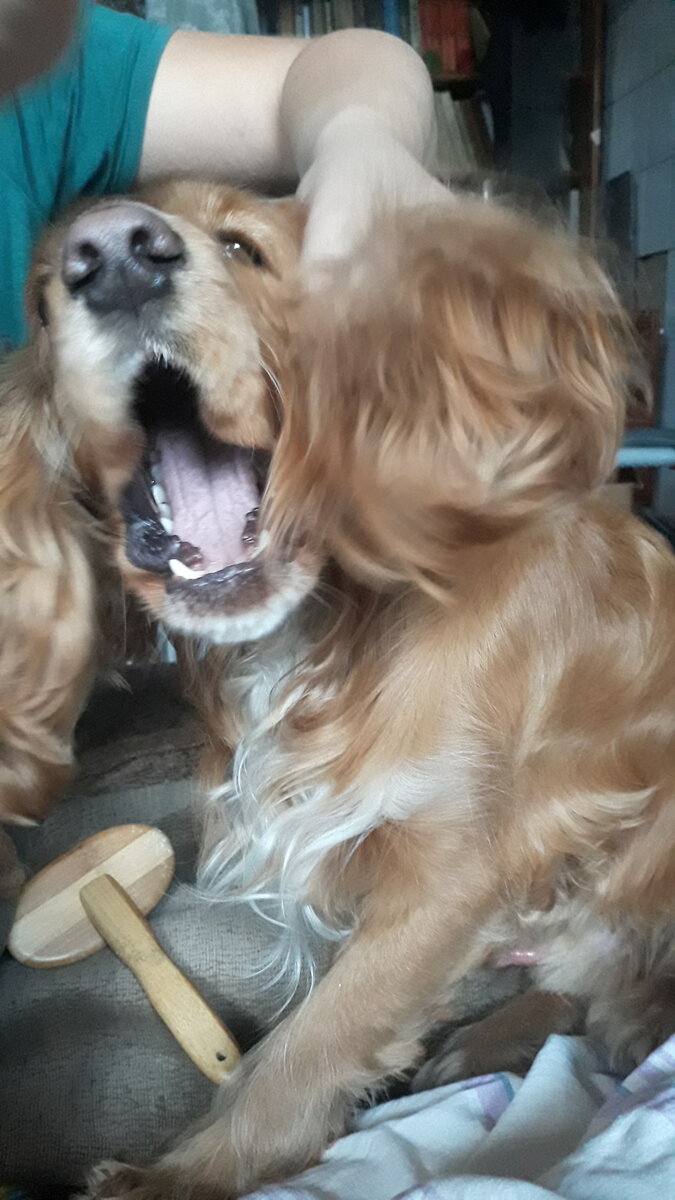 Бильбо возмущен насилием над его личностью и ушами)