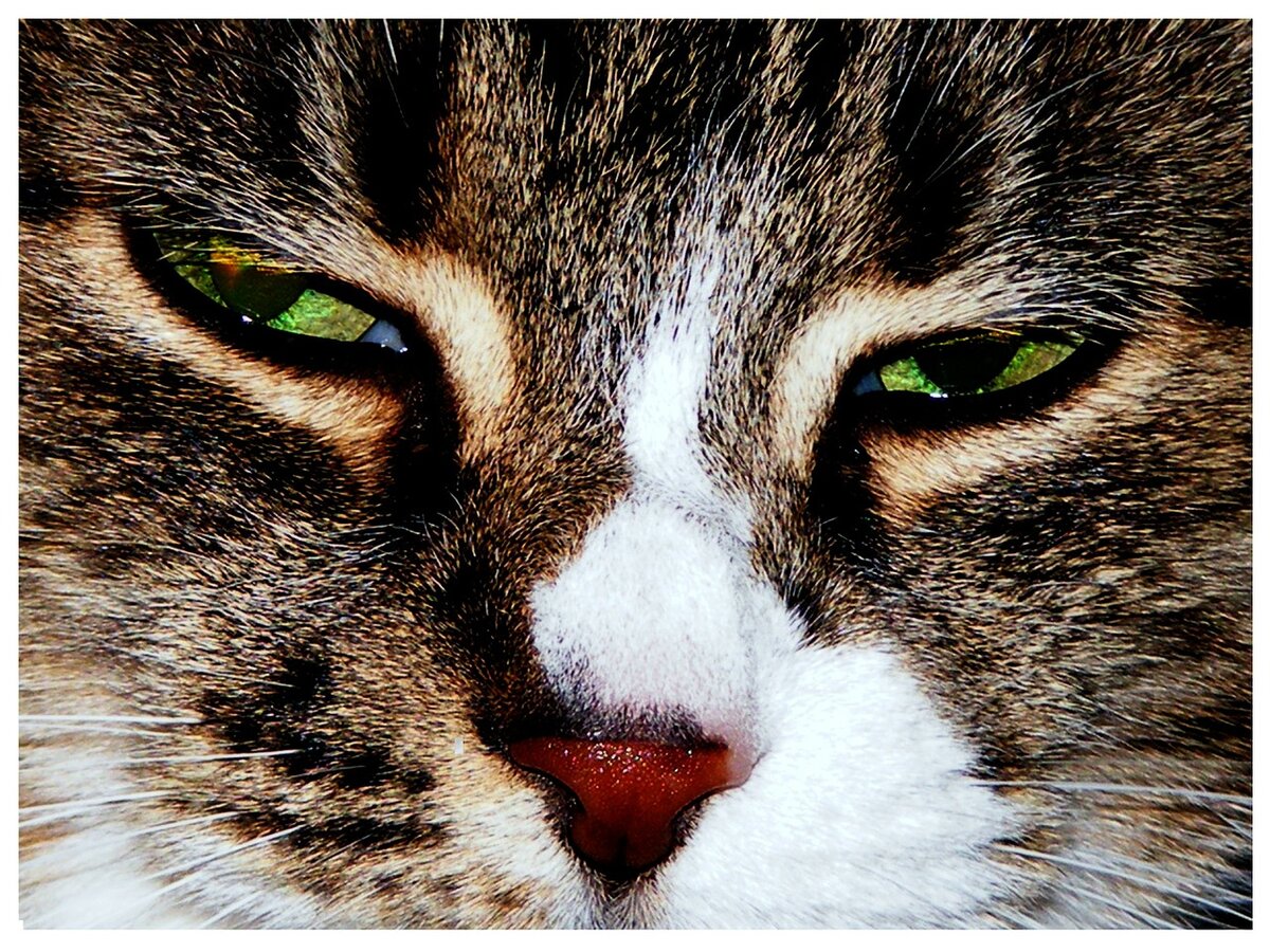 Открытая лицензия Creative Commons 
