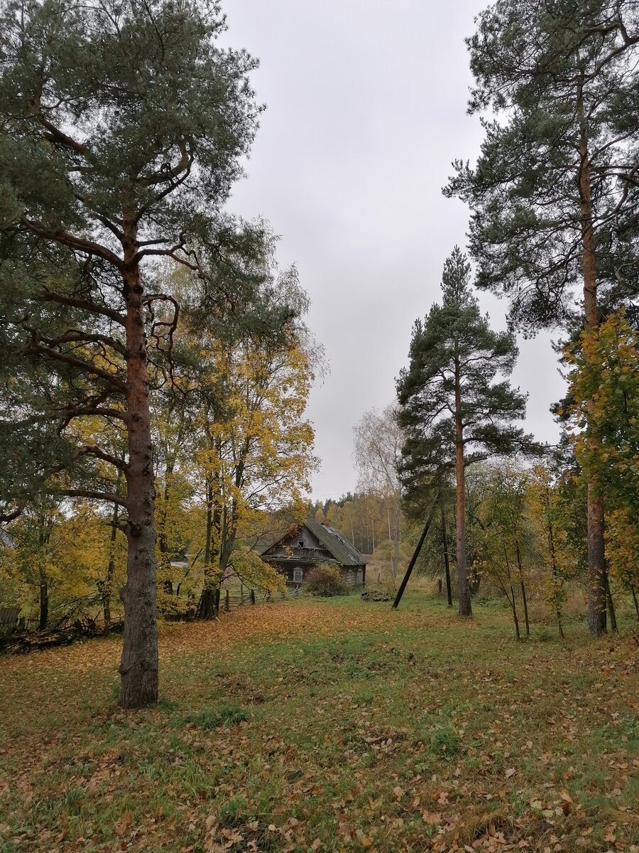 Такие грустные, лирические виды осенью