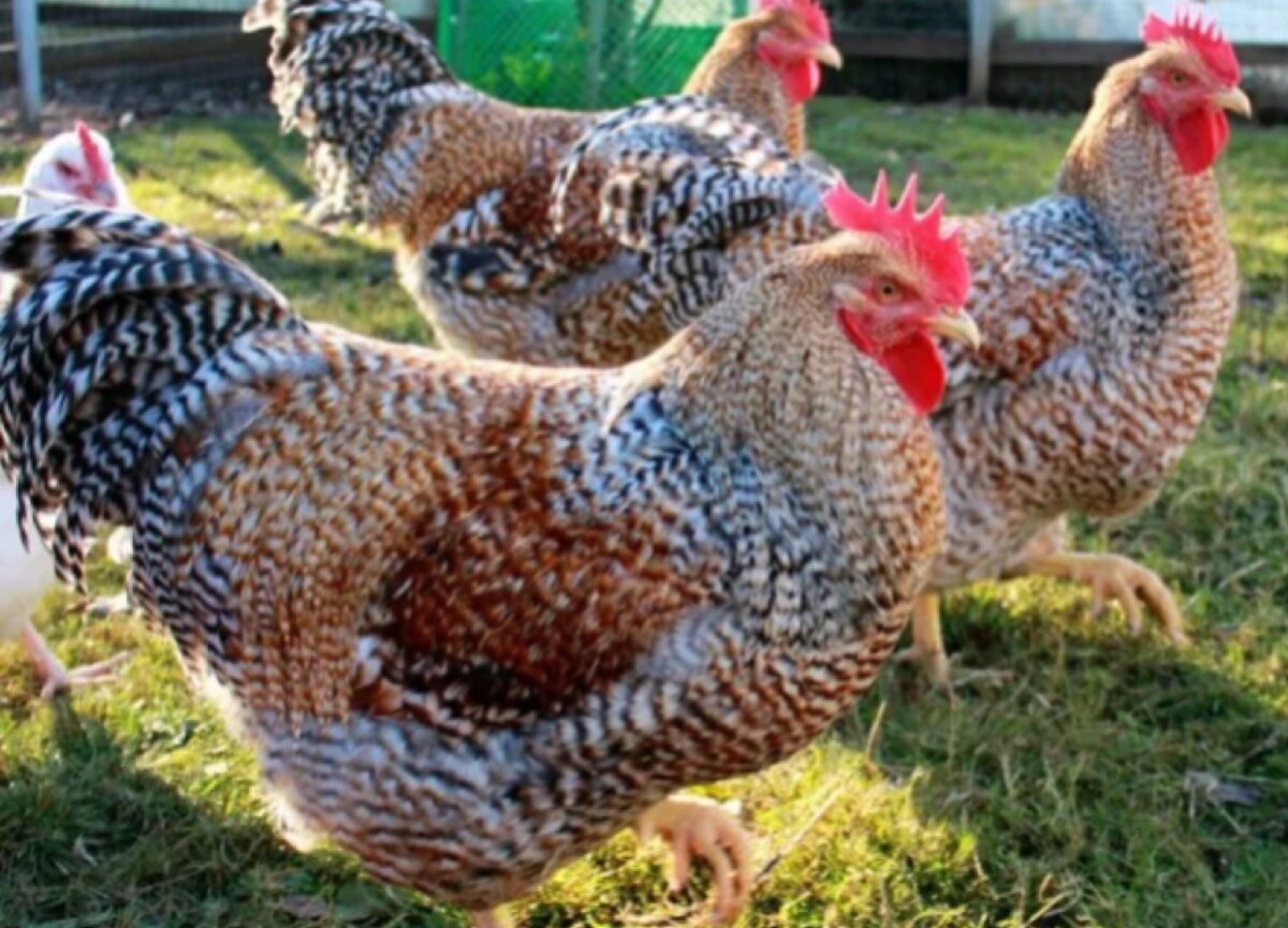 Билифельдр