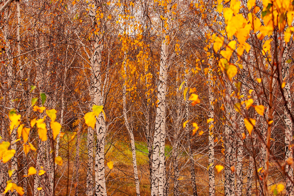 "Золотой - белоствольным берёзкам..."