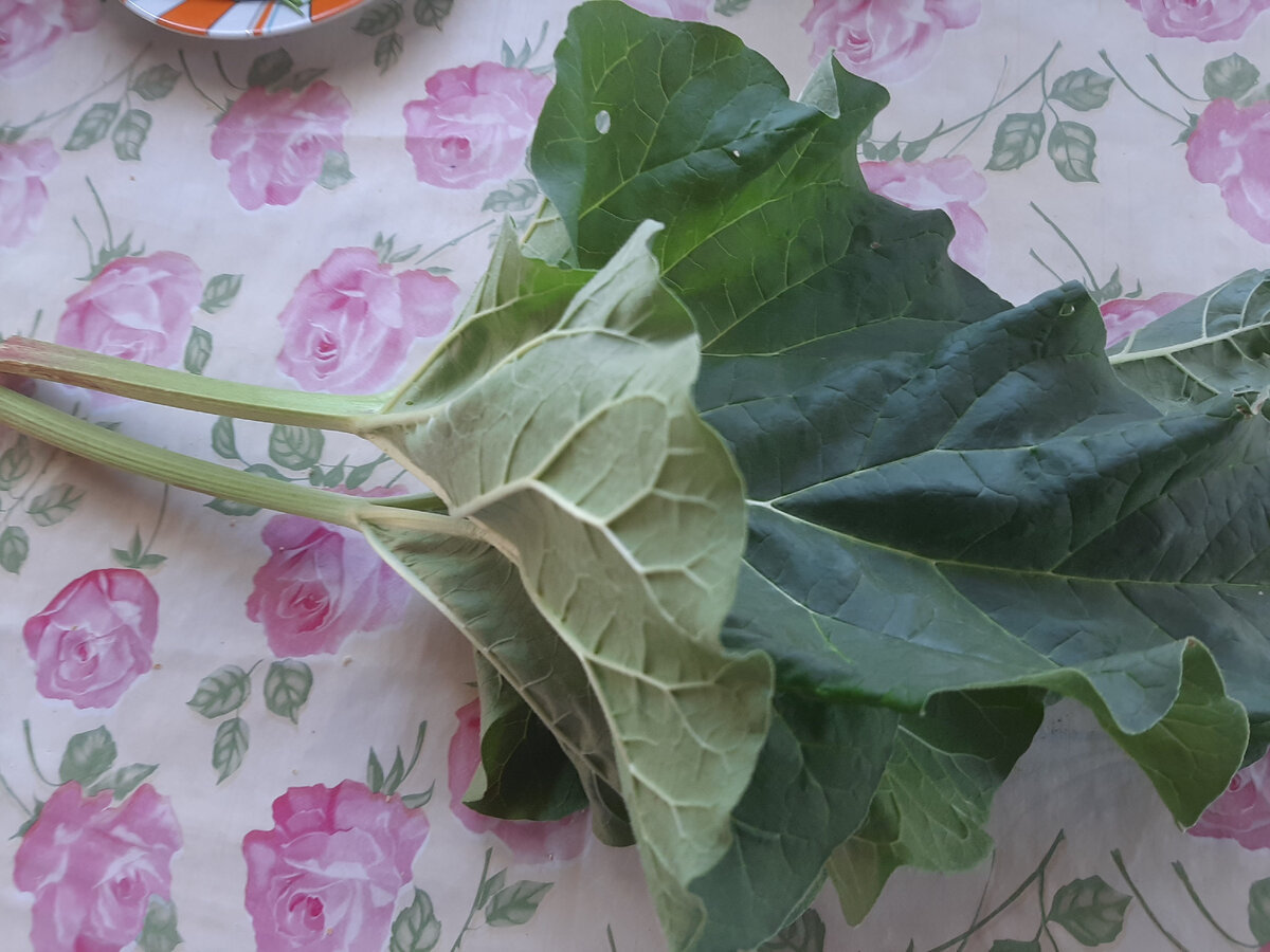 Листья ревеня. Большие, чистые, но не съедобные.