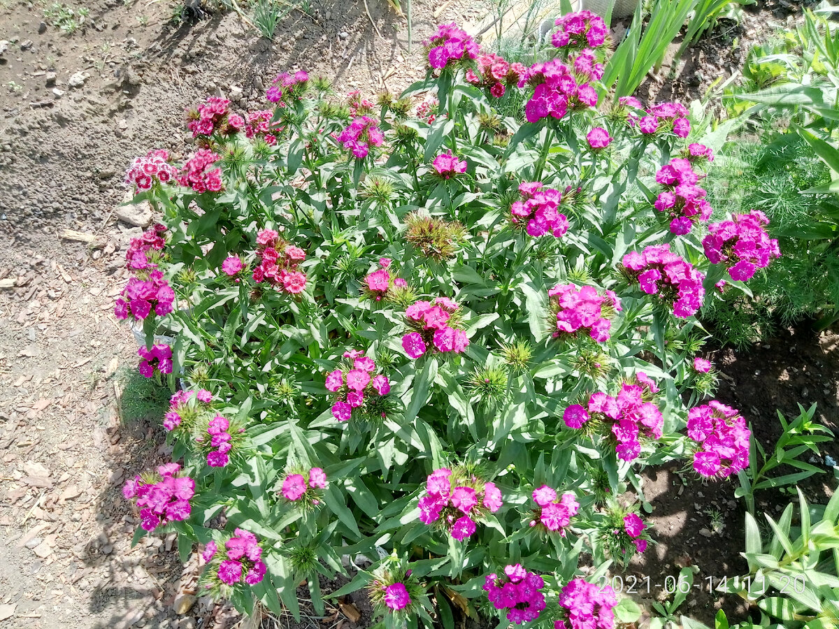 Одни из немногих цветочков, которые рано зацвели