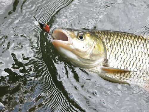 Особенности ловли голавля в июле