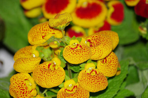 Кальцеолярия x herbeohybrida