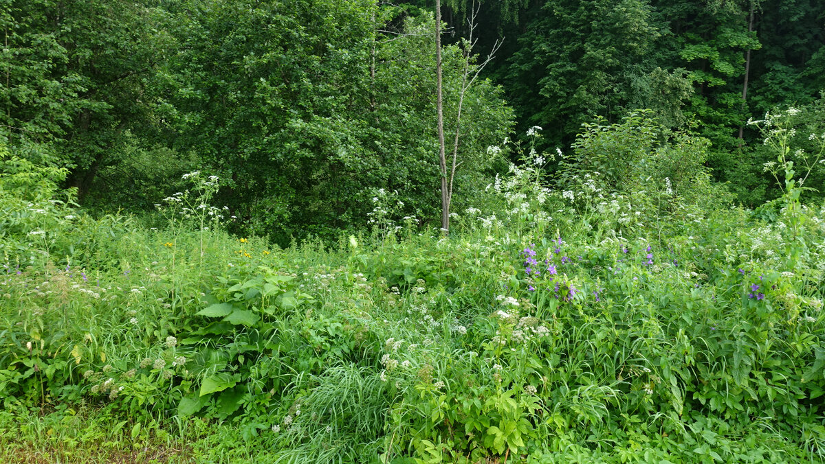 Сфотографировала разнотравье за нашим участком. На самом деле за ним прячется речка