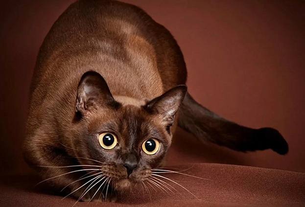 Источник: Яндекс. Картинки