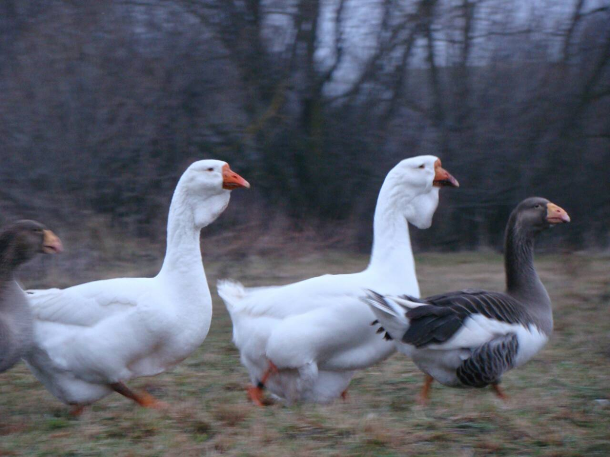 Это мы всем классом бежим в столовку. 