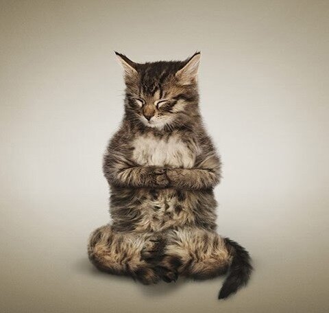 Вот он настоящий Дзен